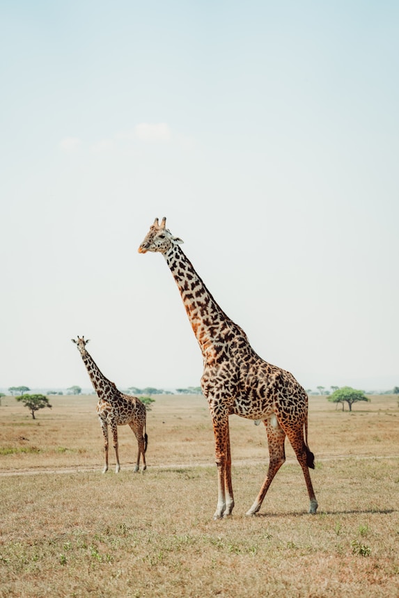 African Safaris & Wildlife Tours